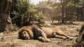 Həddindən artıq istilər zooparkları da vurdu: 3 şir öldü
