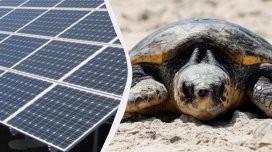 ABŞ-dakı ən böyük günəş elektrik stansiyası tısbağalar üçün sığınacağa çevrilib