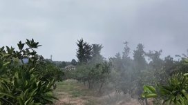 Bağlarda təhlükəli vəziyyət: Fermerlər çıxış yolu axtarırlar - VİDEO