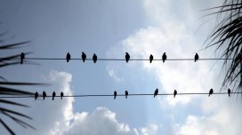 Sərçələri elektrik vurmur, leyləklər isə niyə naqillərdə tələf olur?