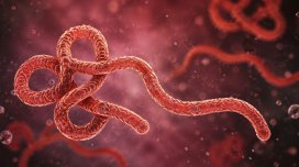 Dünyada Ebola təhlükəsi böyüyür