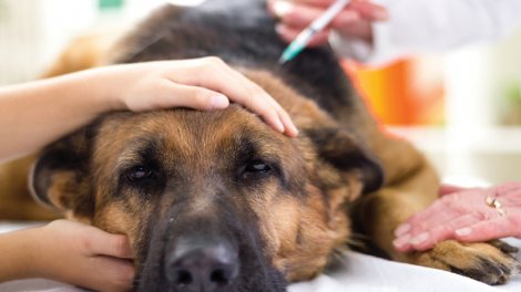 Çili itləri müvəqqəti sterilizasiya etmək üçün dünyada ilk peyvəndi yaratdı