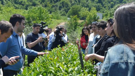 "Azerçay" çay plantasiyalarına mediatur təşkil edib - FOTO