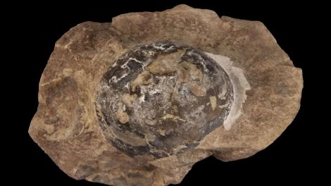 Antarktikada aşkar edilmiş yumurta fosili illərdir alimləri heyrətə salır