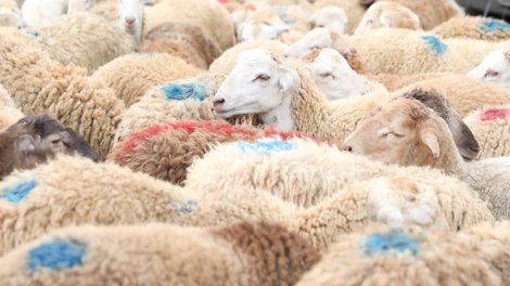 Qurbanlıq heyvan kəsməyib onun dəyərində pul yardımı etmək olar? - AÇIQLAMA