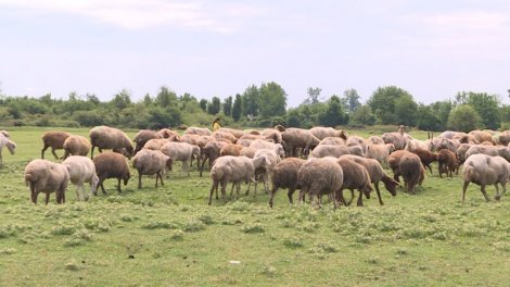 Azərbaycanda qoyunçuluq mərkəzi kimi tanınan kənd - FOTO