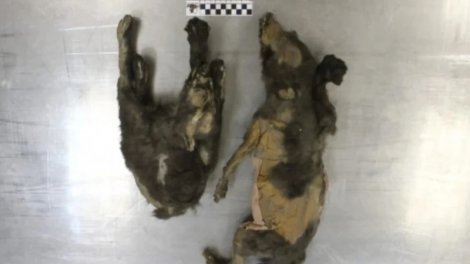 Alimlər 14 min il yaşı olan canavar balalarının sirrini açdı