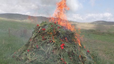 Yardımlıda 1,6 ton narkotik bitki məhv edildi