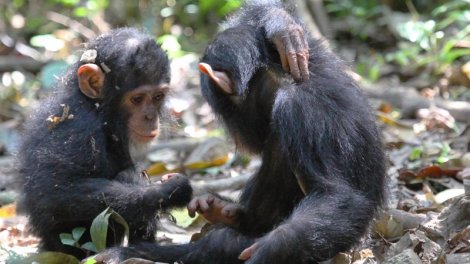Gülməyi və rəhm etməyi bacarırlar: Unikal bonobo şimpazeləri haqqında nə məlumdur?