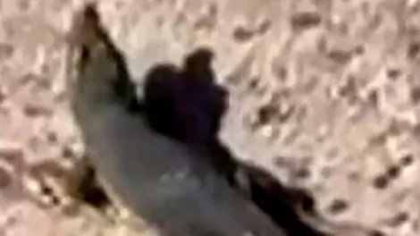 Polis üç gün dronlarla timsah axtardı, sonda oyuncaq çıxdı