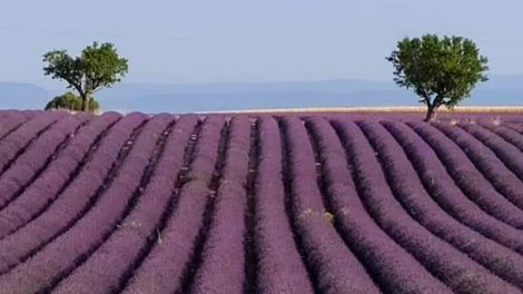 İspaniyada lavanda tarlaları olan gözəl orta əsr şəhəri: Turistləri nə cəlb edir?