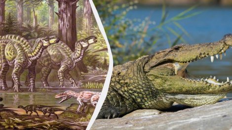 Dinozavrları parçalayan "hiperyırtıcı timsah"ın qalıqları tapıldı