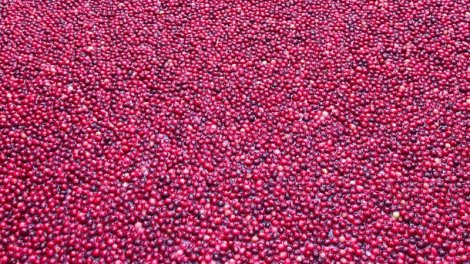 Həqiqəti öyrənəndə, bu meyvəni yemək istəməyəcəksiniz