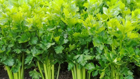 Ürək sağlamlığı üçün kərəviz