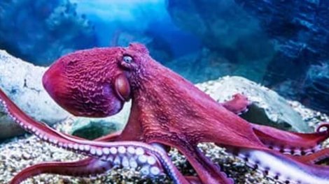 Aristotel yanılmışdı: Alimlər səkkizayaqlılar barədə əsas mifi təkzib etdi