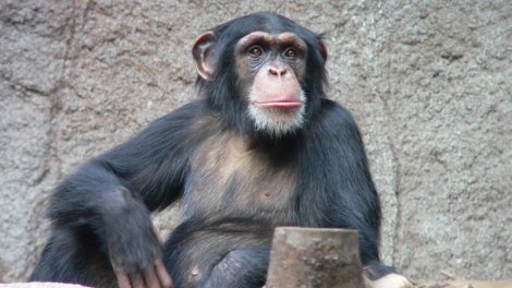 Zooparkı döyüş sahəsinə çevirdi: Şimpanze 28 il əvvəl alimləri necə heyrətləndirdi?