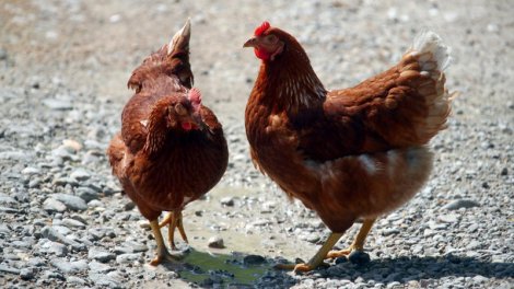 Niyə insanlar toyuq əti yeyir, digər quşları isə...?