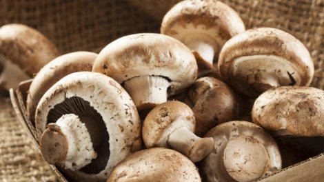 Açıq şəkildə satılan göbələklər təhlükəlidir?