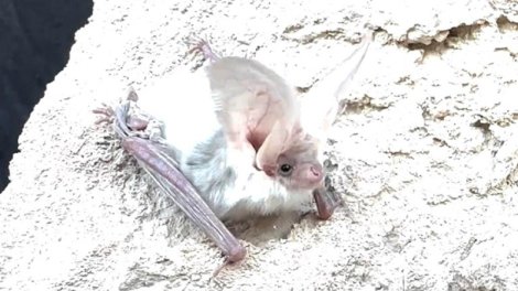 Alimlər 55 ildir heç kimin görmədiyi yarasa növünü tapdı - VİDEO