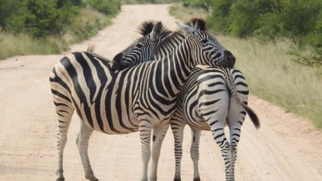 İnsanlar niyə zebraları at kimi minmirlər? - Alimlər əsas səbəbi açıqladı