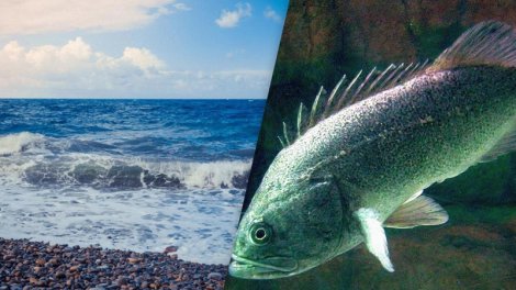 Uzaq Şərqdən gələn "yadplanetli": Qara dənizdə balıqları təhdid edən yırtıcı