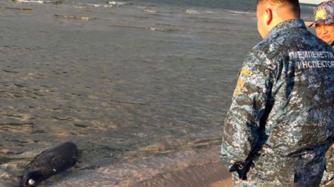 Xəzər sahilində daha 71 ölü suiti aşkarlandı