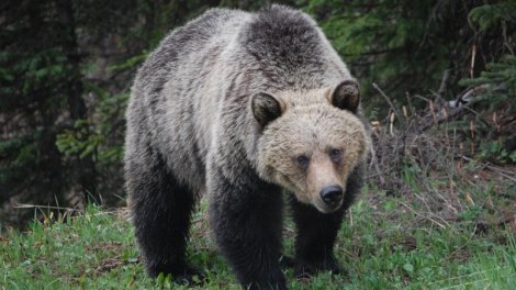 Yaponiya ayıların təcavüzü altındadır: Hücumlarda rekord sayda insan həlak olub