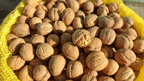 Sümüklərin möhkəmlənməsi üçün yaş qoz yeyin