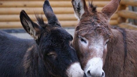 "Leş Tofiq"lər hərəkətə keçdi: Bizə eşşək əti yedizdirənlər niyə azadlıqda?