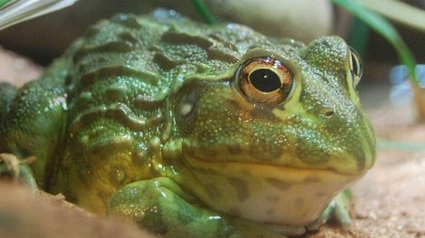 Bu səhra qurbağası 30 il susuz yaşaya bilər - Bunu necə bacarır?