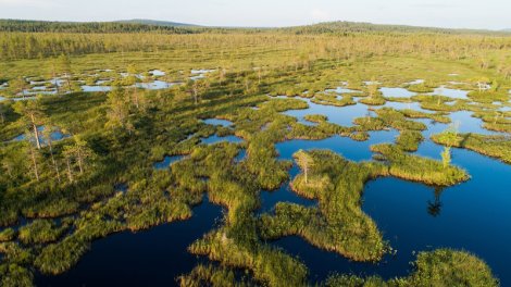 Finlandiya Rusiya ilə sərhəddə qurudulmuş bataqlıqları bərpa edə bilər