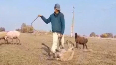 Samuxda heyvanı qamçı ilə döyən çoban məsuliyyətə cəlb edildi