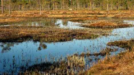 Bataqlıq nədir və həmişə insanı içinə çəkirmi? - Maraqlı faktlar