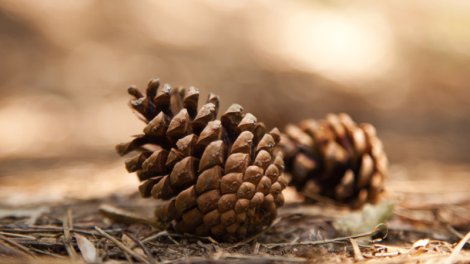 Şam qozasının inanılmaz faydaları...
