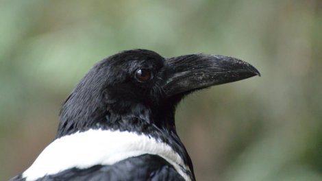 Qarğalar insan üzlərini tanıyır və illərlə kin saxlayır: Bioloq detalları açıqladı