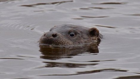 Çernobılda çevik və ağıllı yırtıcılar müşahidə edildi