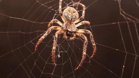 Hörümçəklərin neçə gözü var və eşidə bilirlərmi? - Maraqlı faktlar