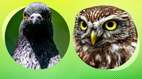 Quşlar partlayışlara necə reaksiya verir və təhlükəni əvvəlcədən hiss edirmi?