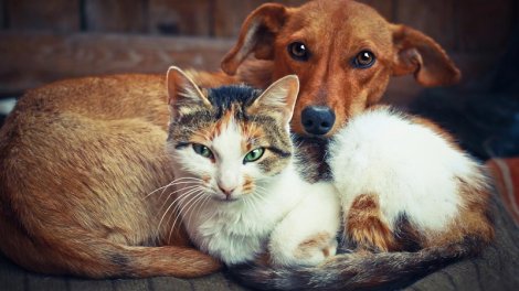 Bu 4 tarixdə doğulanlar insanlardan daha çox heyvanları sevirlər