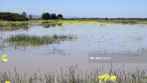 Sabirabadda 3 gün əvvəl göldə batan şəxsin meyiti tapılıb