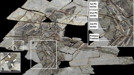 Bəzi qanadlı dinozavrlar uçmaq qabiliyyətini itirib: Alimlər səbəbi müəyyənləşdirdi