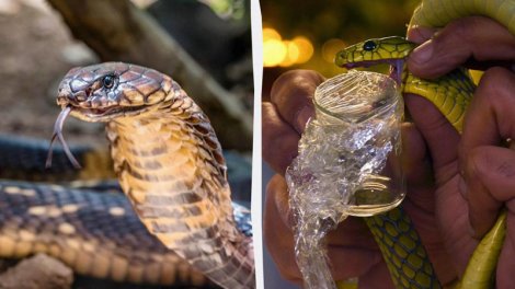 Bitməyən müharibə: İlanlar "Qırmızı Kraliça" ilə yarışır