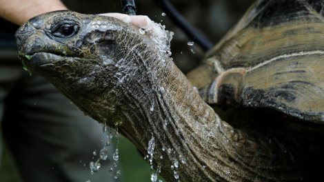 Tısbağaların həyat qurtaran hiyləsi: Onu necə inkişaf ediriblər?
