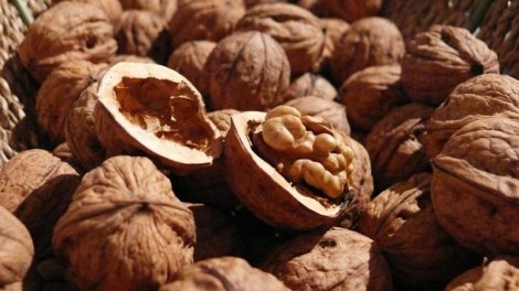 Qoz yemək üçün 6 səbəbi - Ekspertlər izah edir