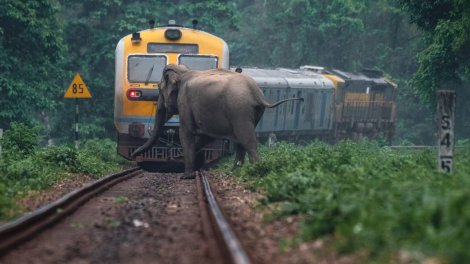 Hindistanda qatar fil sürüsü ilə toqquşdu