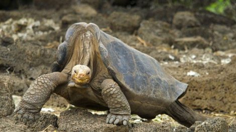 Tənha Corc: Növünün son nümayəndəsinə çevrilən nəhəng tısbağanın hekayəsi