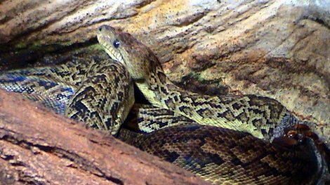 Tək deyil: Alimlər sürü ilə ov edən yeganə ilanı tapdı