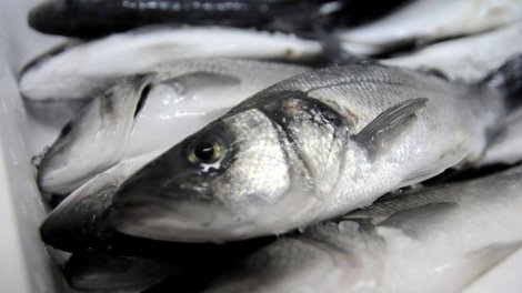 Niyə hələ də rus balığı Avropa bazarına çatır? - "Euractiv"