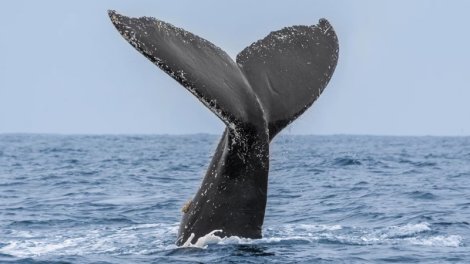 Mifologiyadan reallığa: Bir balina həqiqətən insanı uda bilərmi?