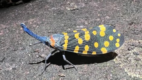 Dünyada yaşayan canlılar haqqında əslində heç nə bilmirik?